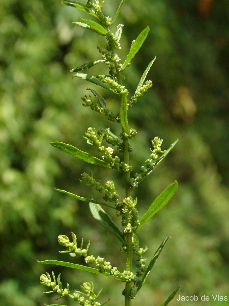 Dysphania ambrosioides (L.) Mosyakin & Clemants